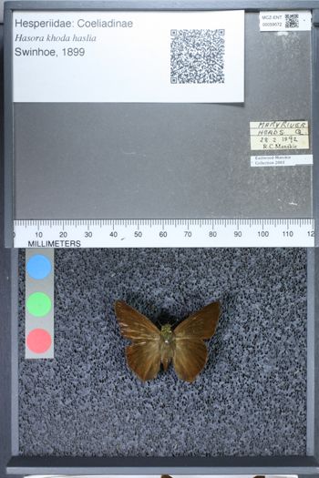 Media type: image;   Entomology 59072